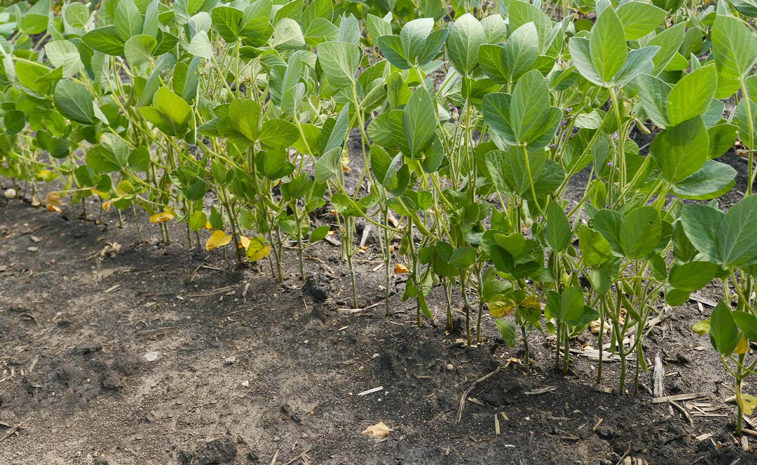 Tips for great soybean stands Iowa Soybean Association